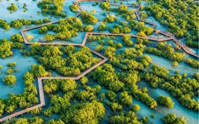 Umm Yifenah Island mangrove planting area.