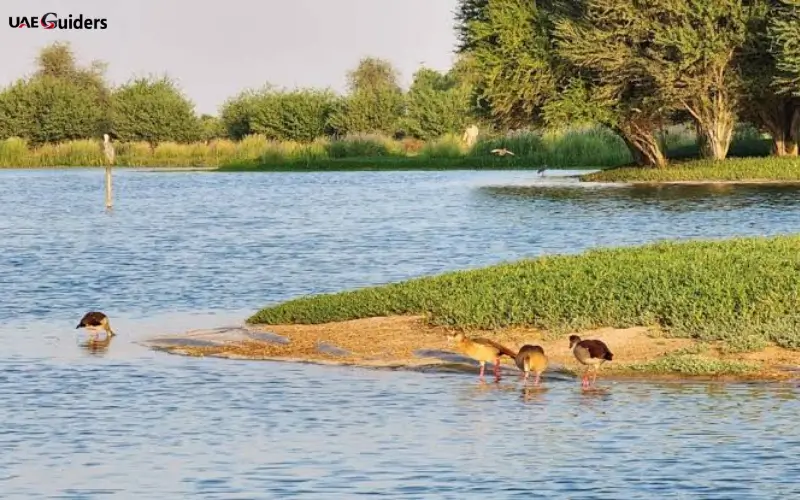 Al Qudra Lakes